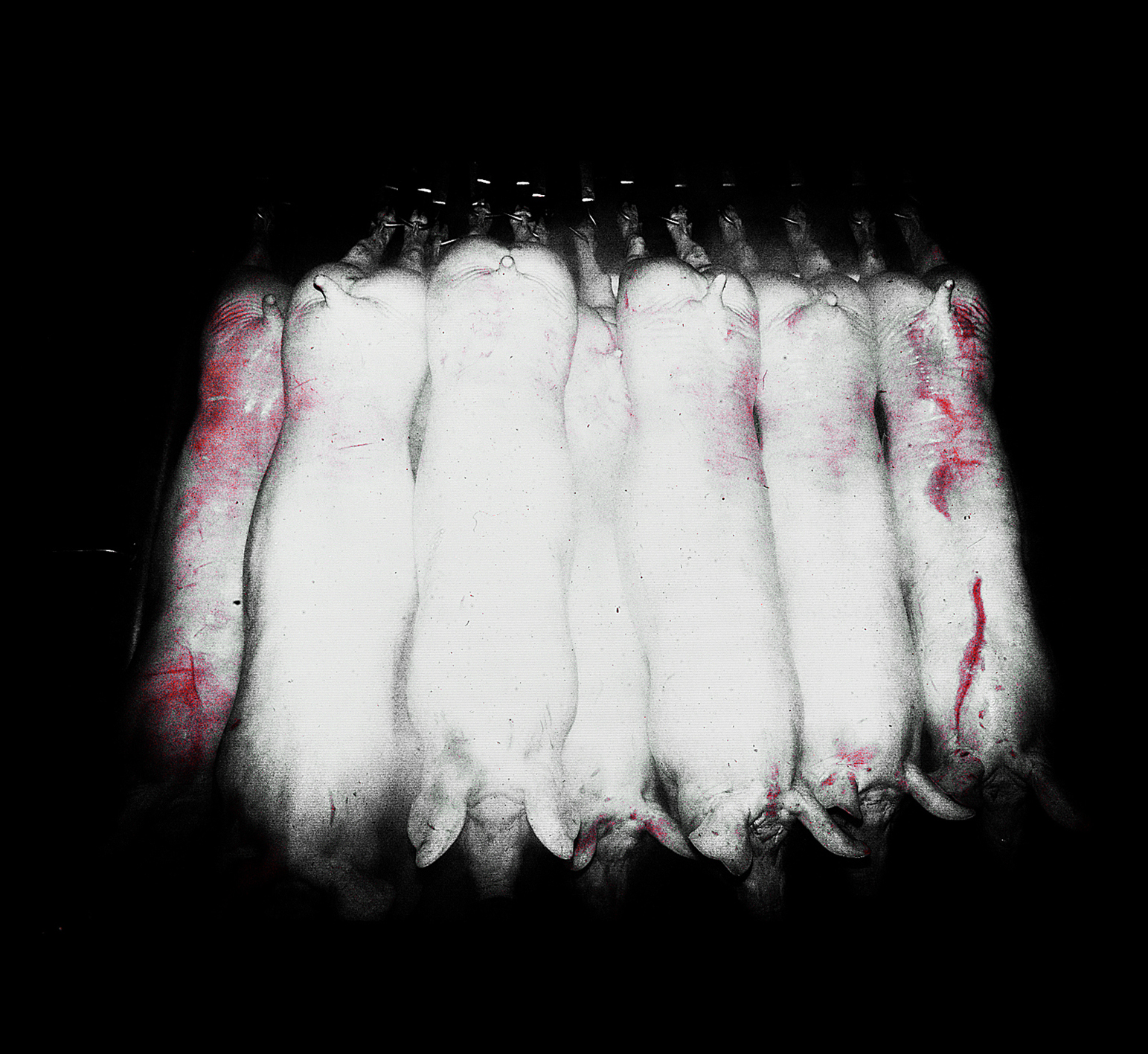 Photo abattoir